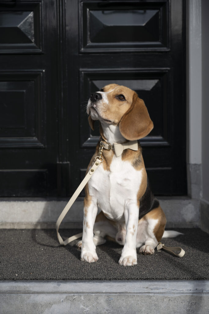 Leather dog collar