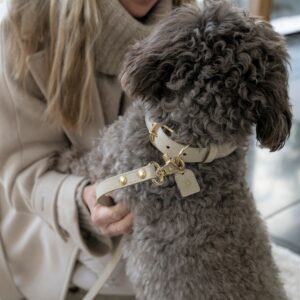 dog collar leash