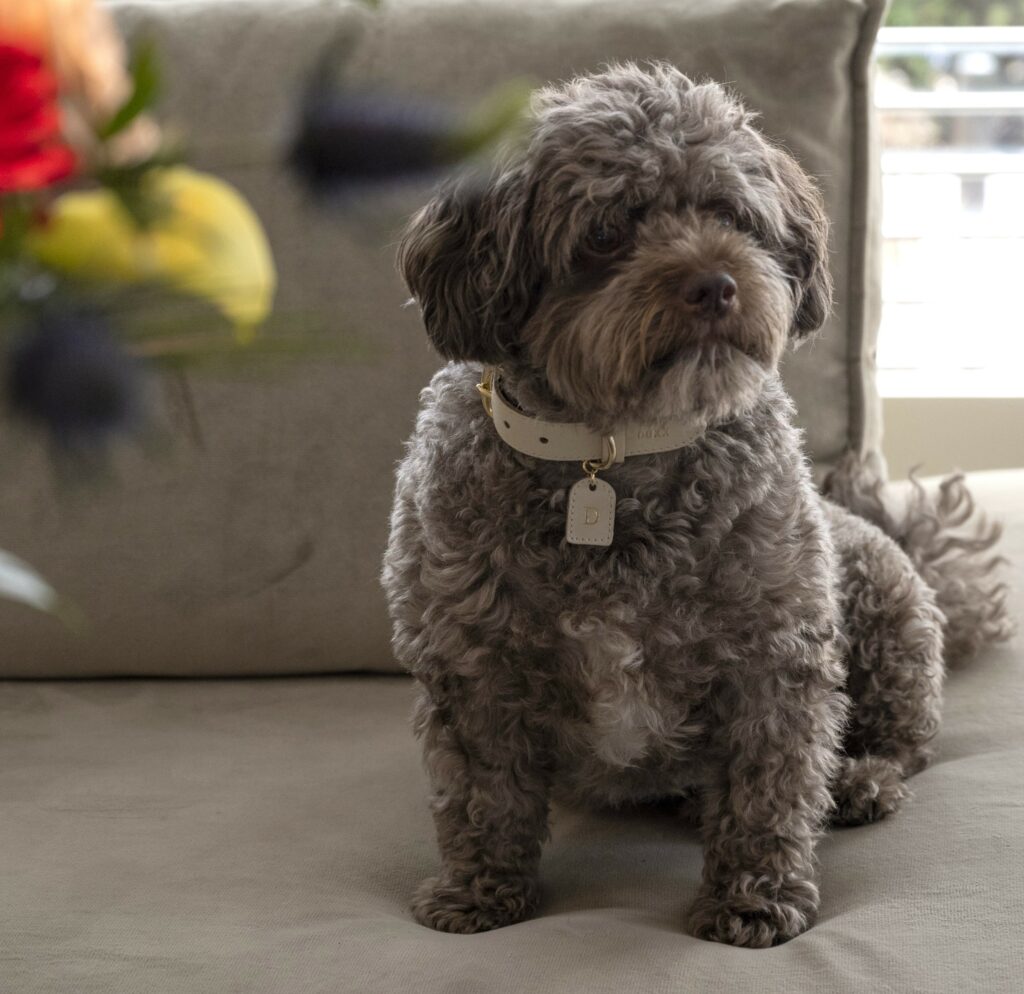 leather dog collar