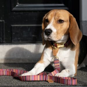 dog collar leash multi colour