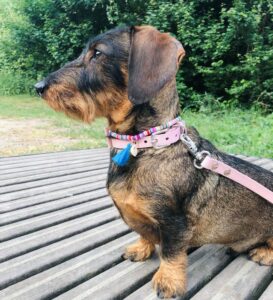 anti tick dog necklace