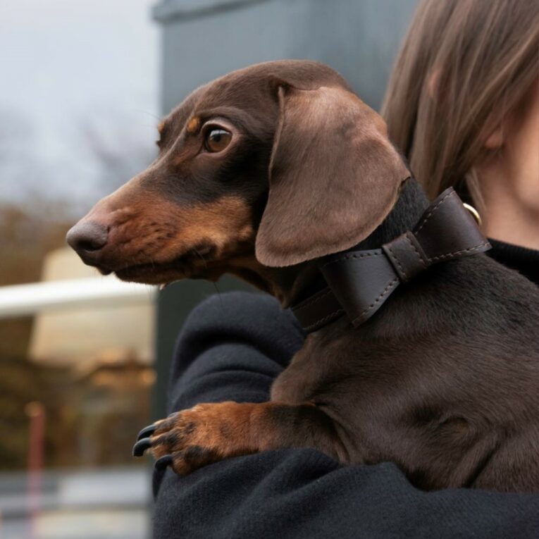 dog collar bow tie