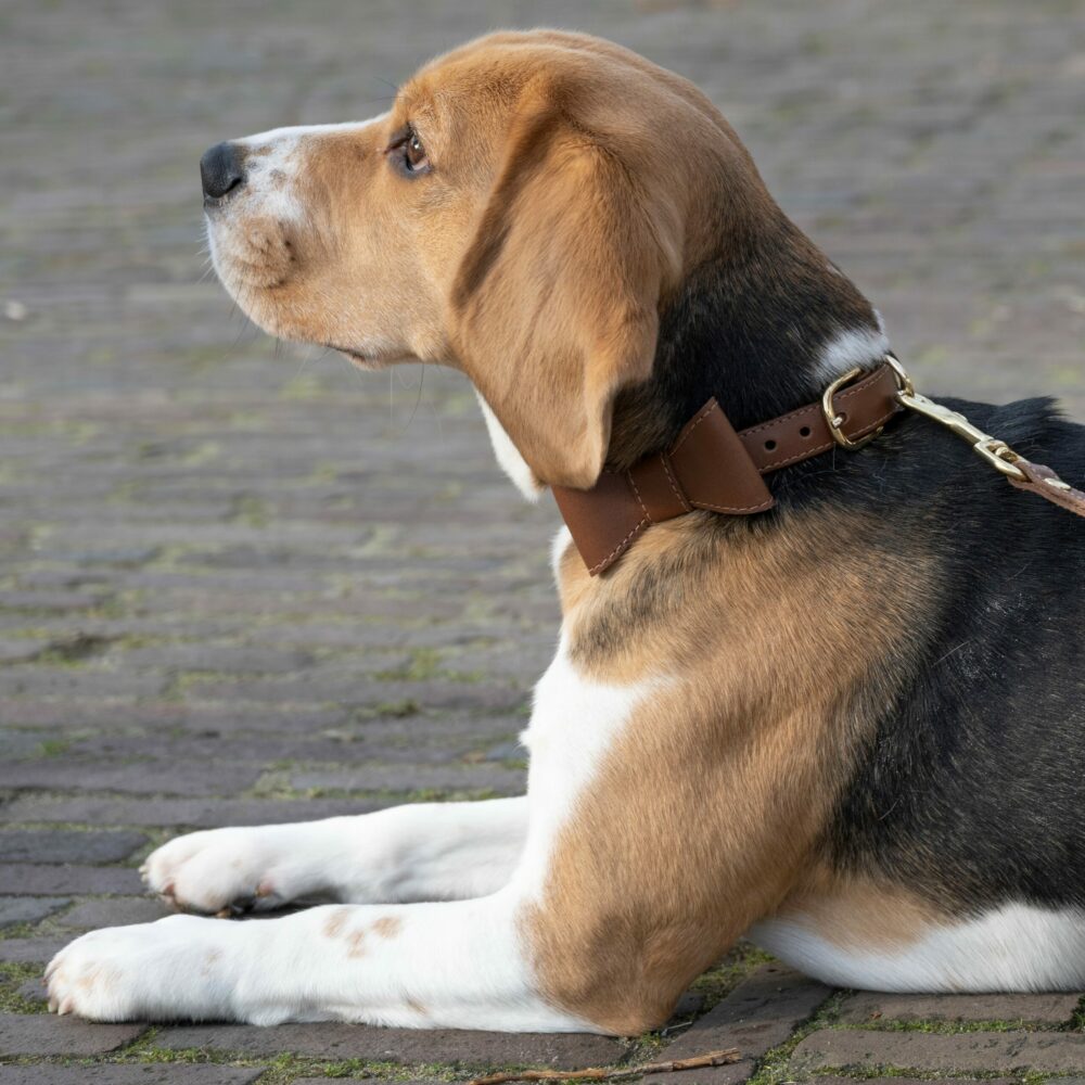 leather bow tie