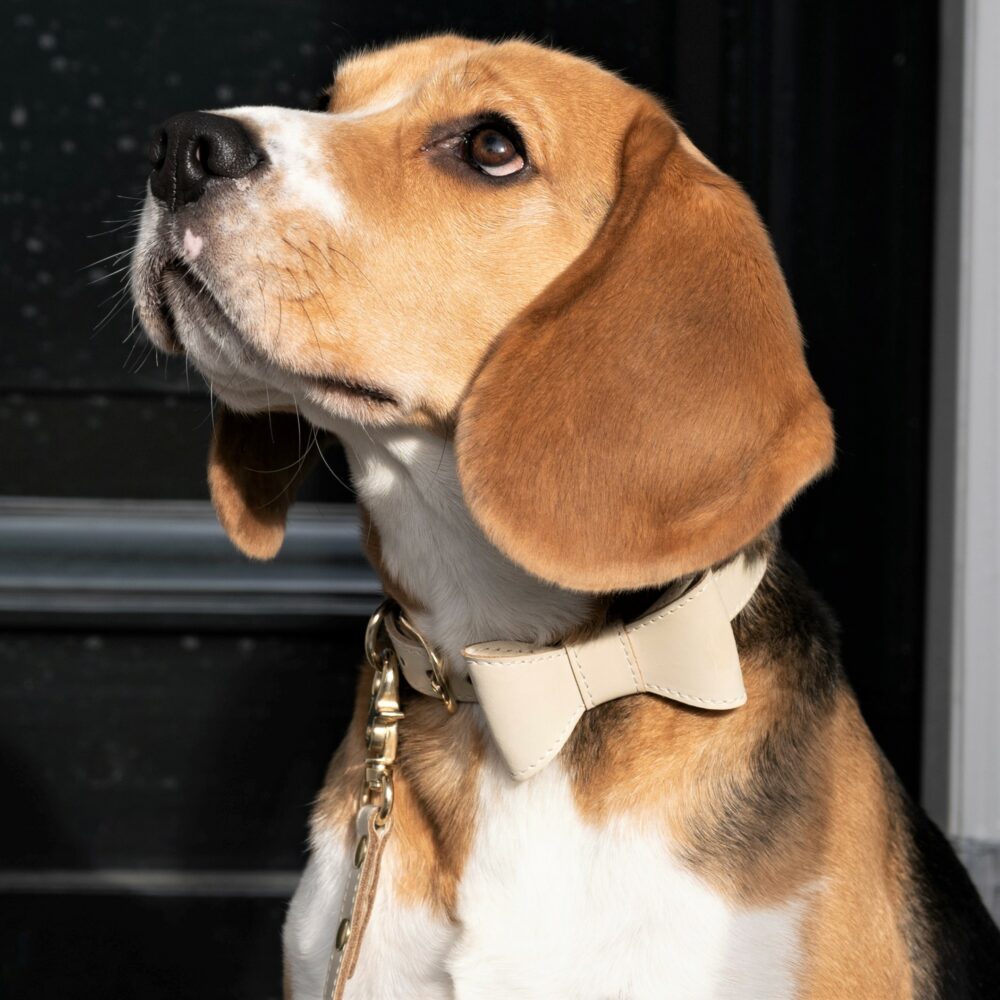 leather bow tie