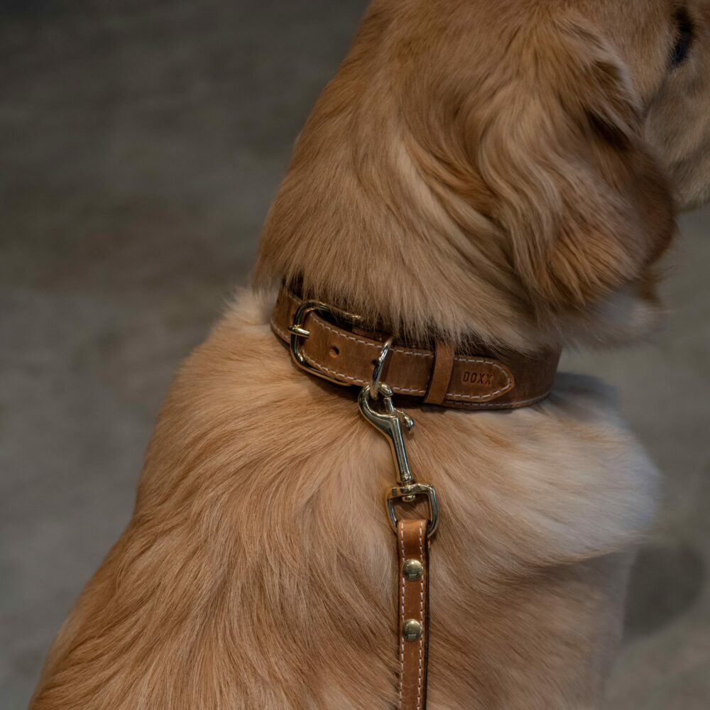 leather dog collar Hudge