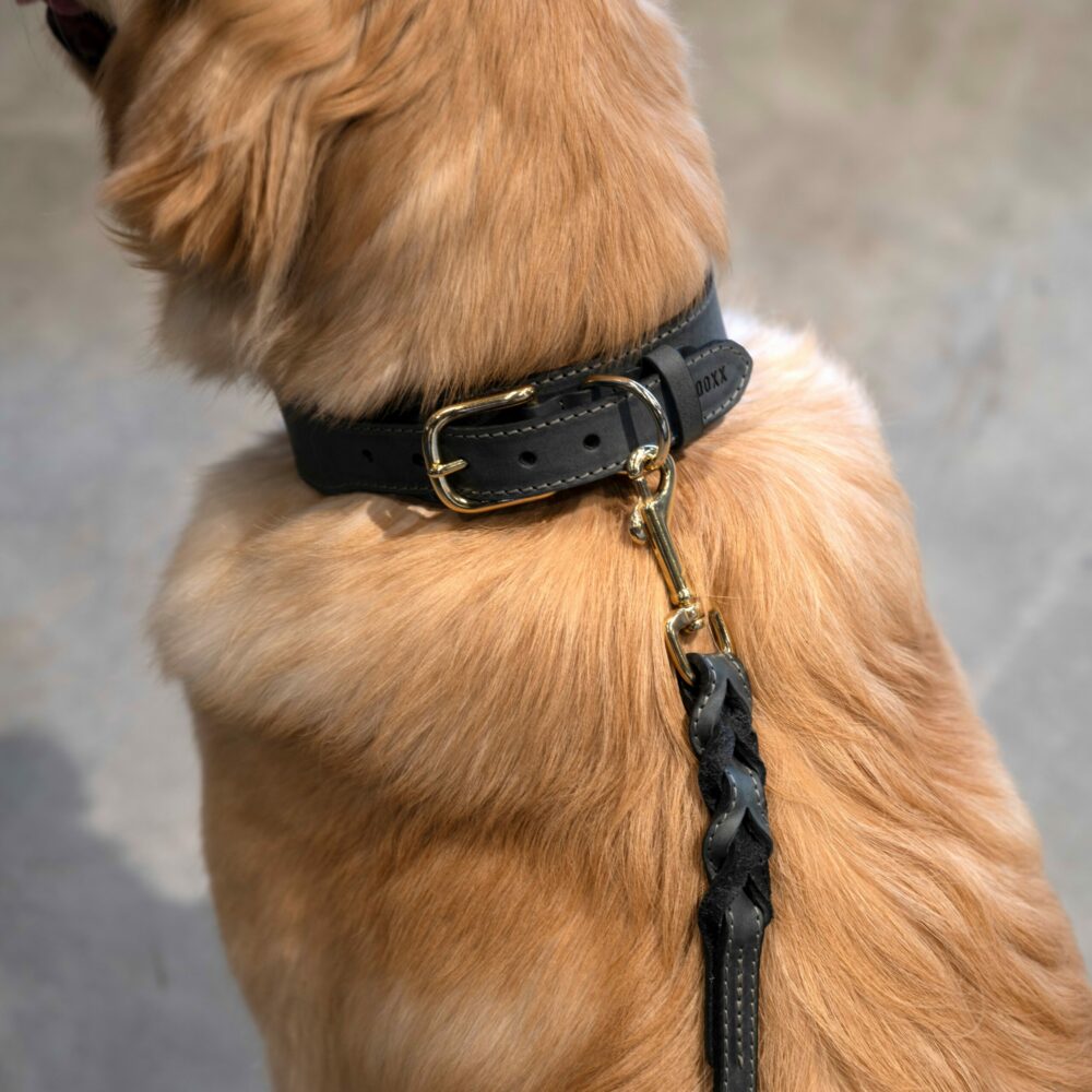 leather dog collar