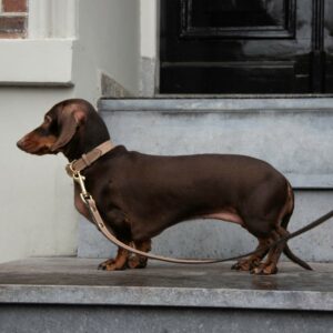 leather dog collar
