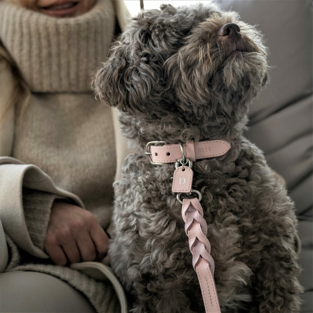 leather dog collar leash pink