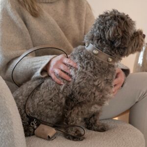 doxx collar leash bag collar