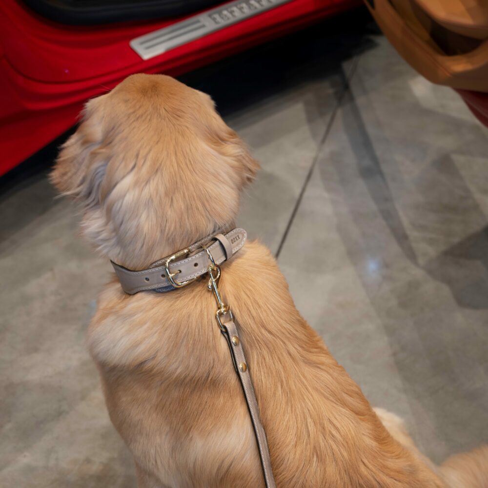 leather dog collar beige