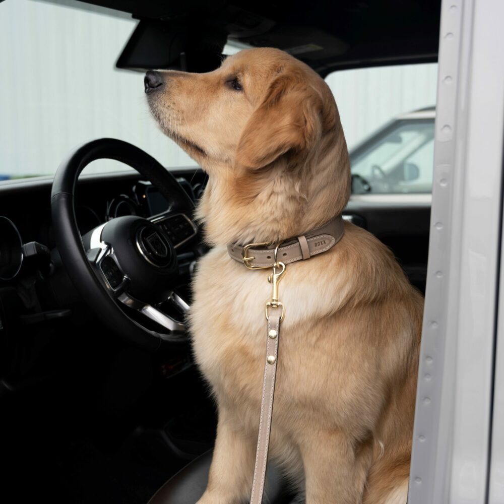 leather dog collar beige