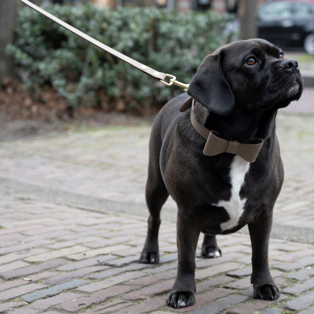 leather dog collar