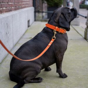 leather dog collar