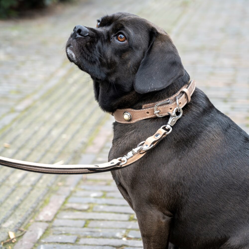 leather dog collar