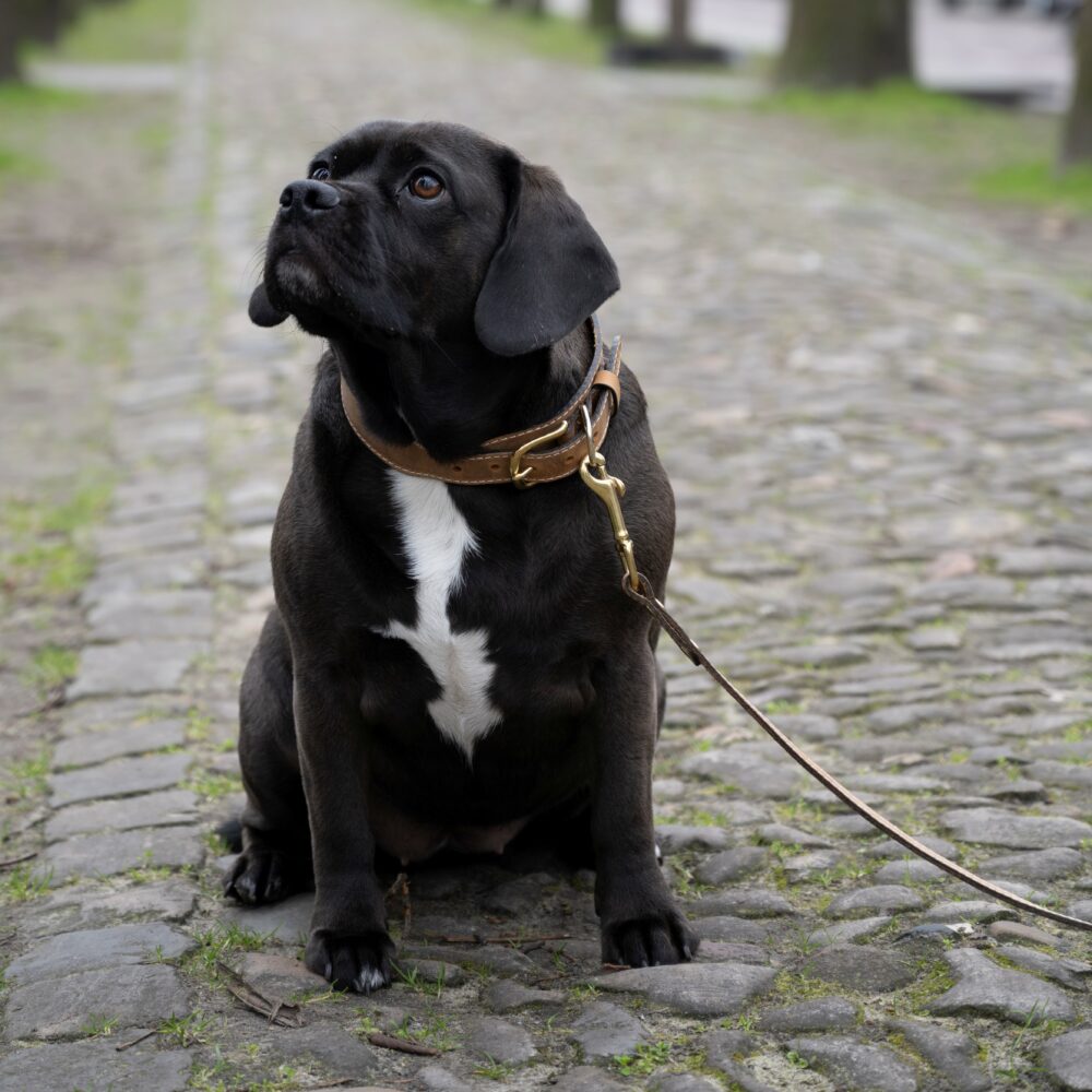 leather dog collar