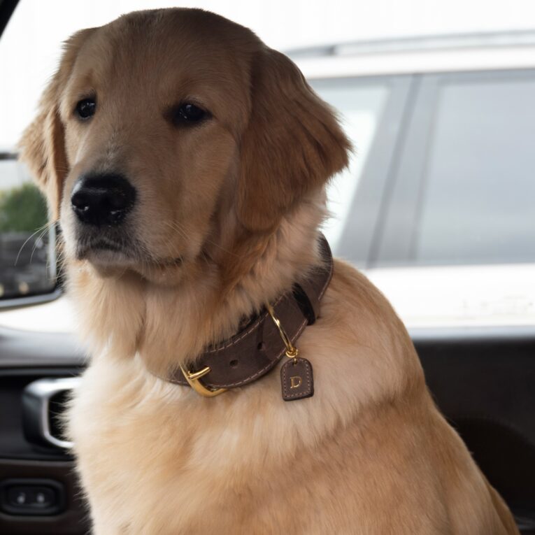 leather dog collar