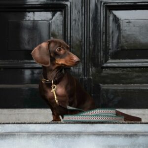 Dog collar and leash webbing