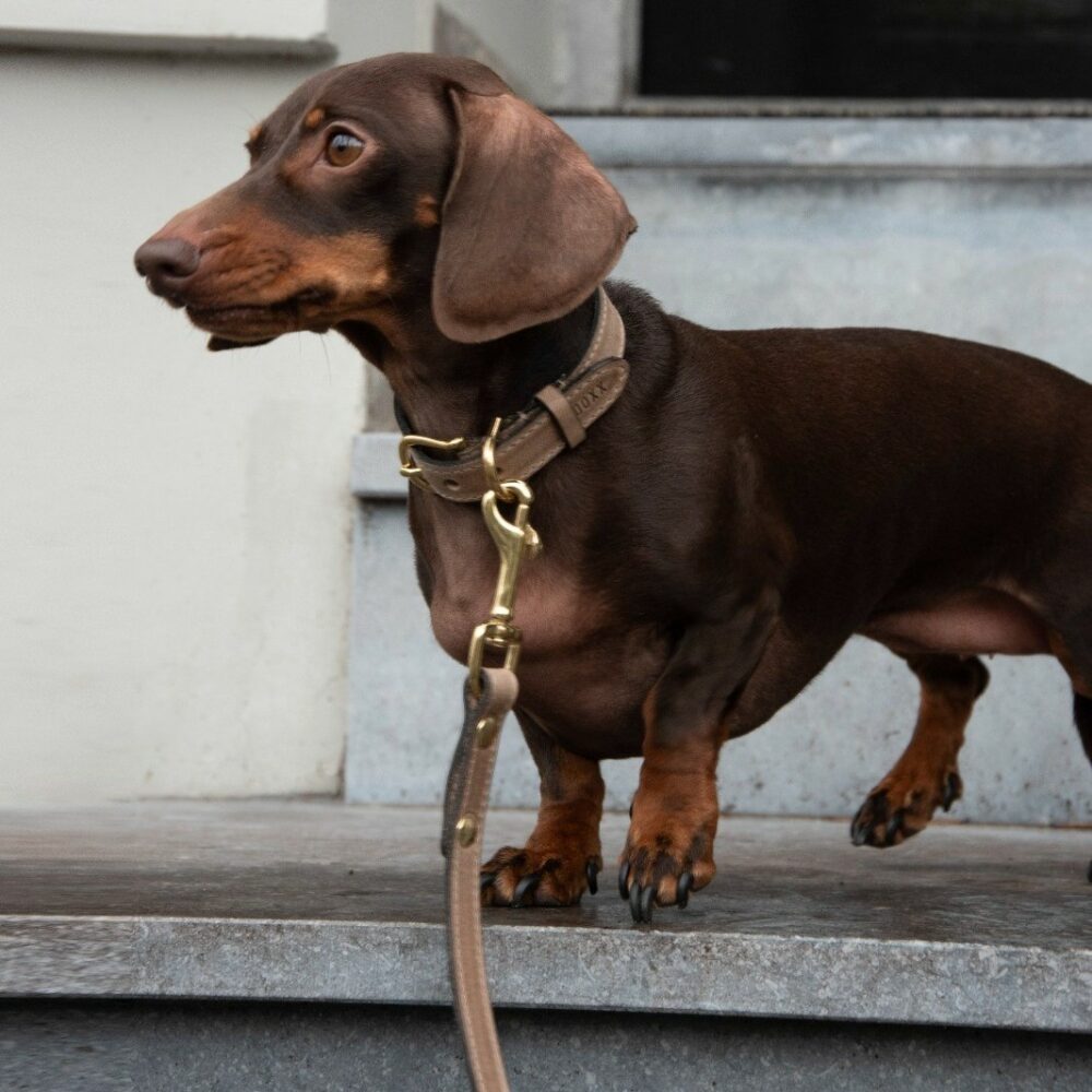 leather dog collar