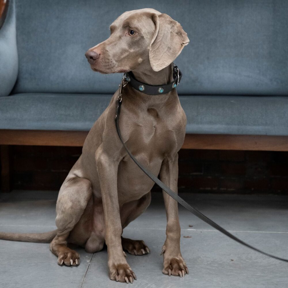 leather dog collar