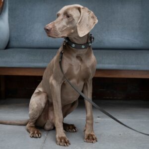 leather dog collar